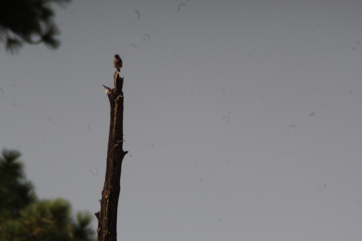 Mountain Bluebird - ML623854758