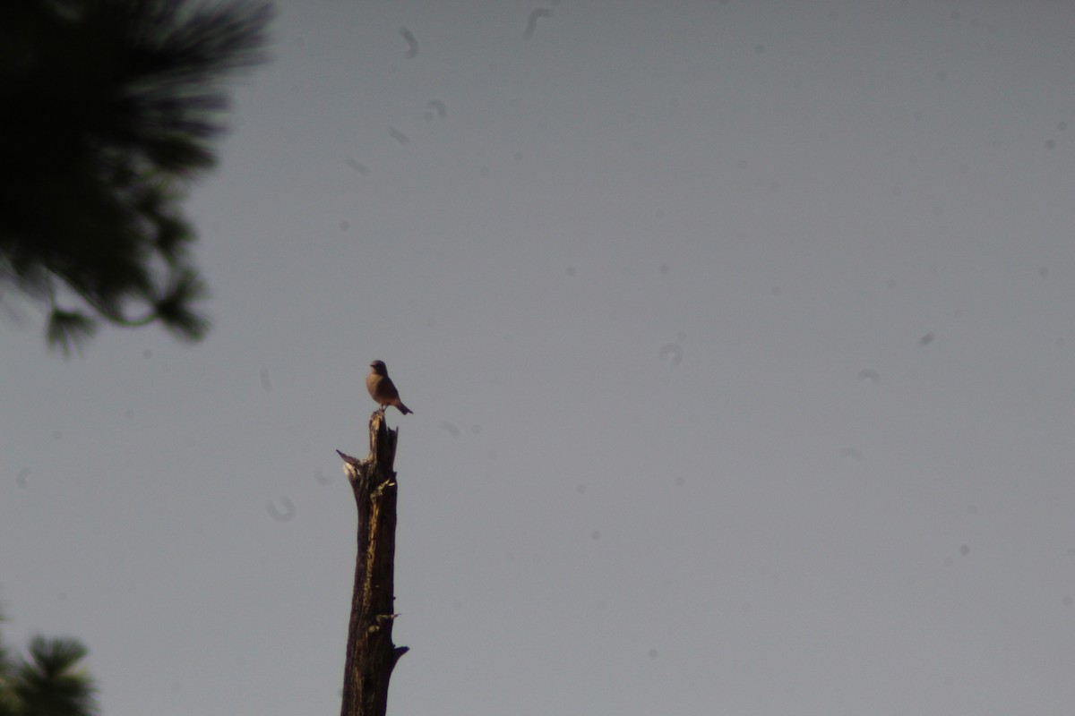 Mountain Bluebird - ML623854761