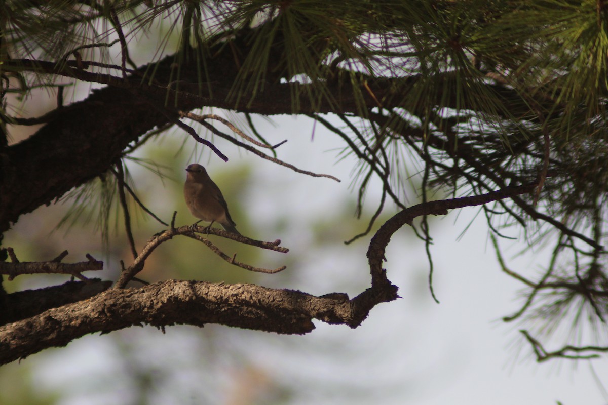 Mountain Bluebird - ML623854763