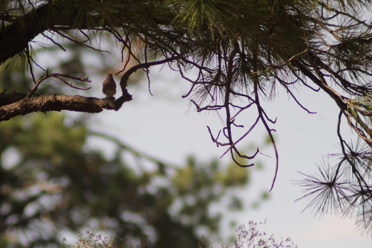 Mountain Bluebird - ML623854764