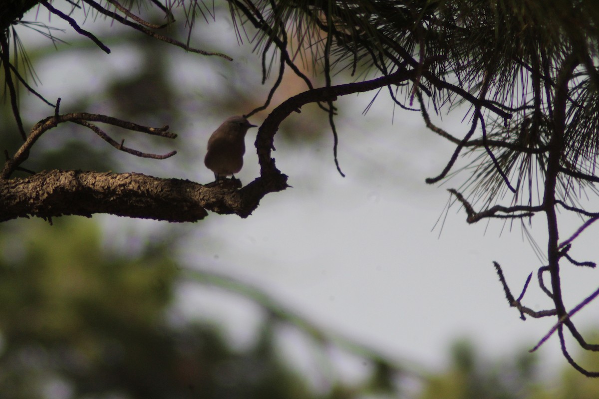 Mountain Bluebird - ML623854765