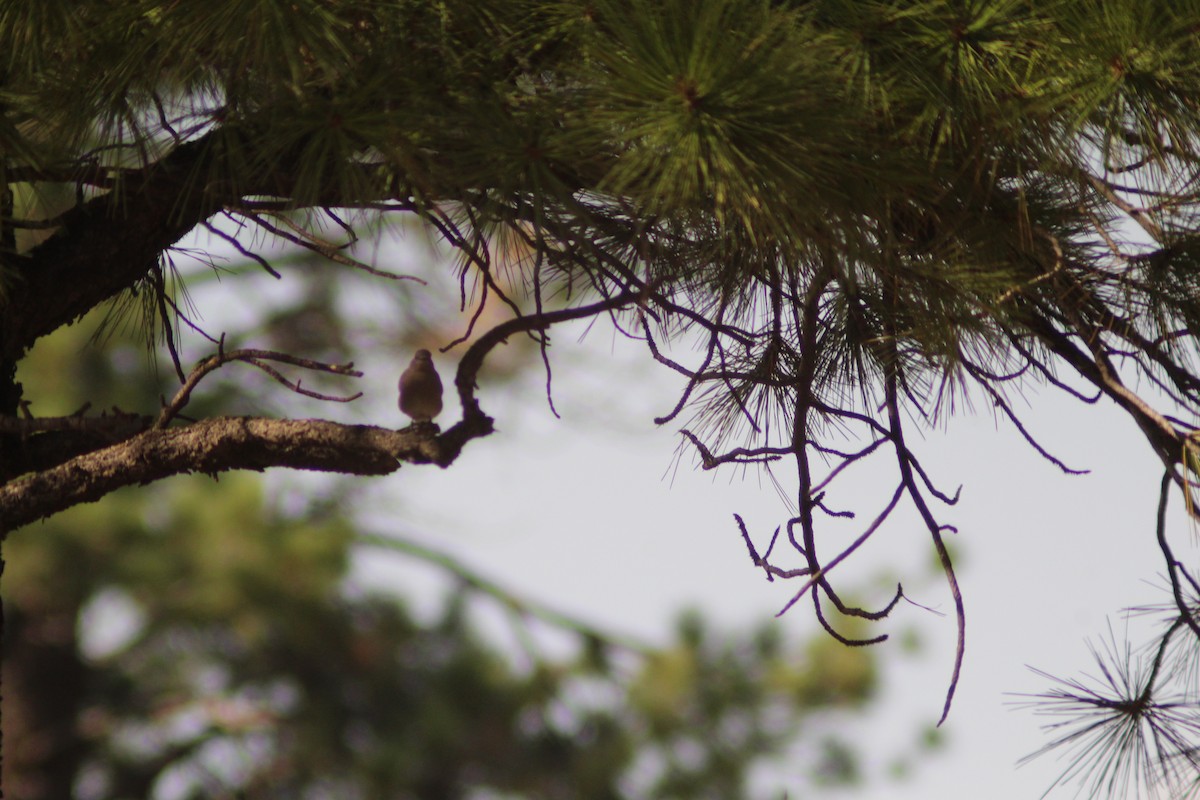 Mountain Bluebird - ML623854766