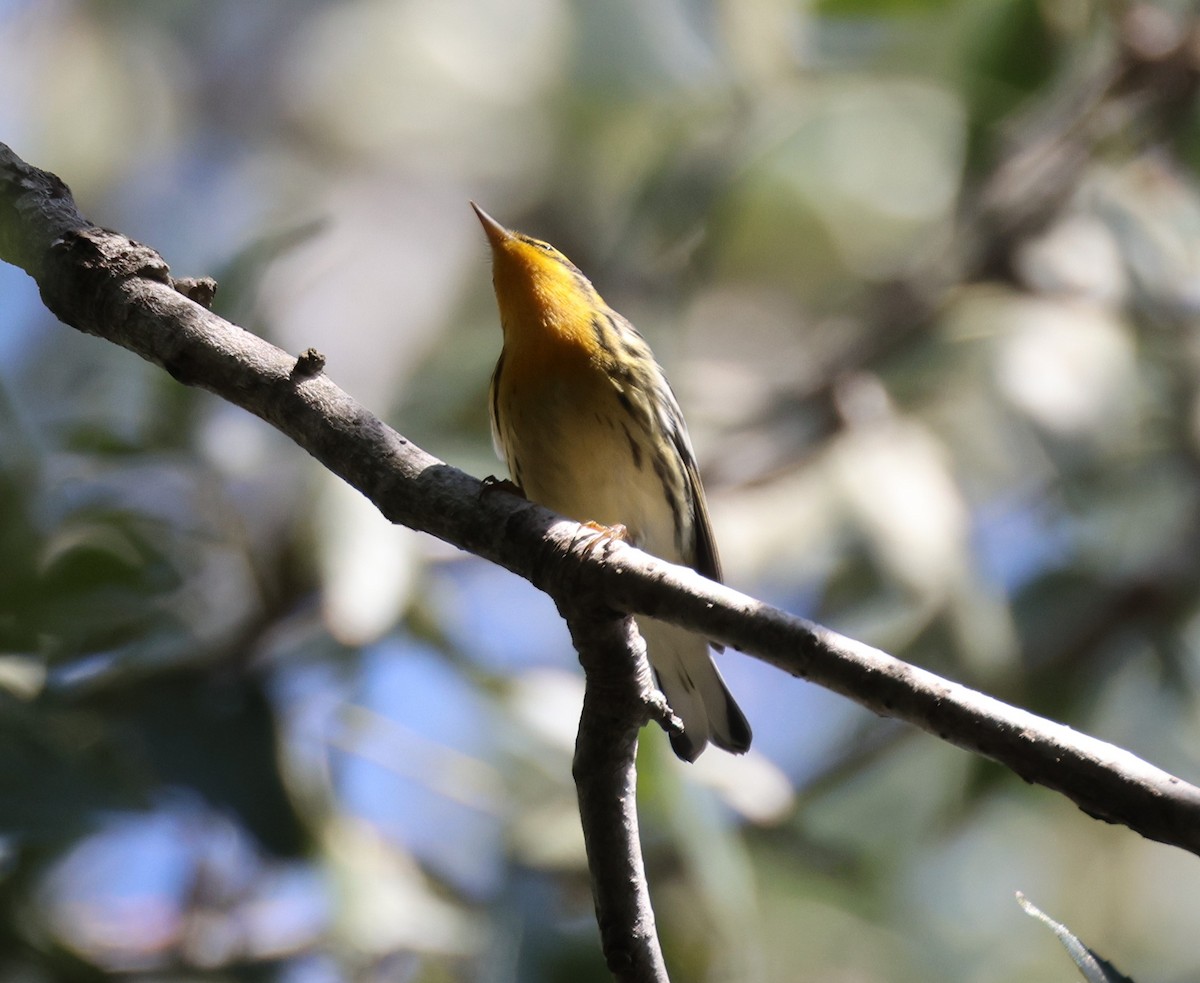 Blackburnian Warbler - Anne Ruben