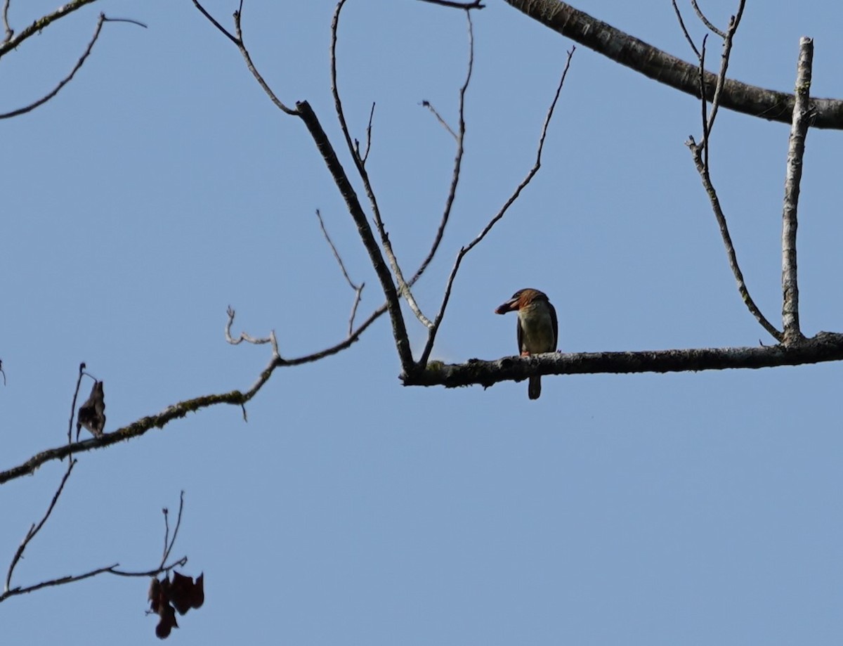 Brown Barbet - ML623854773