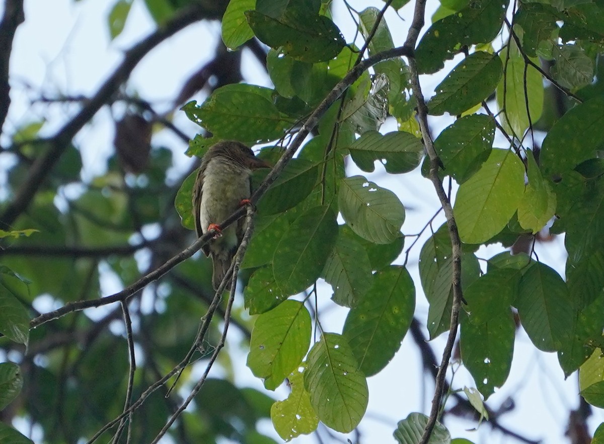 Brown Barbet - ML623854774