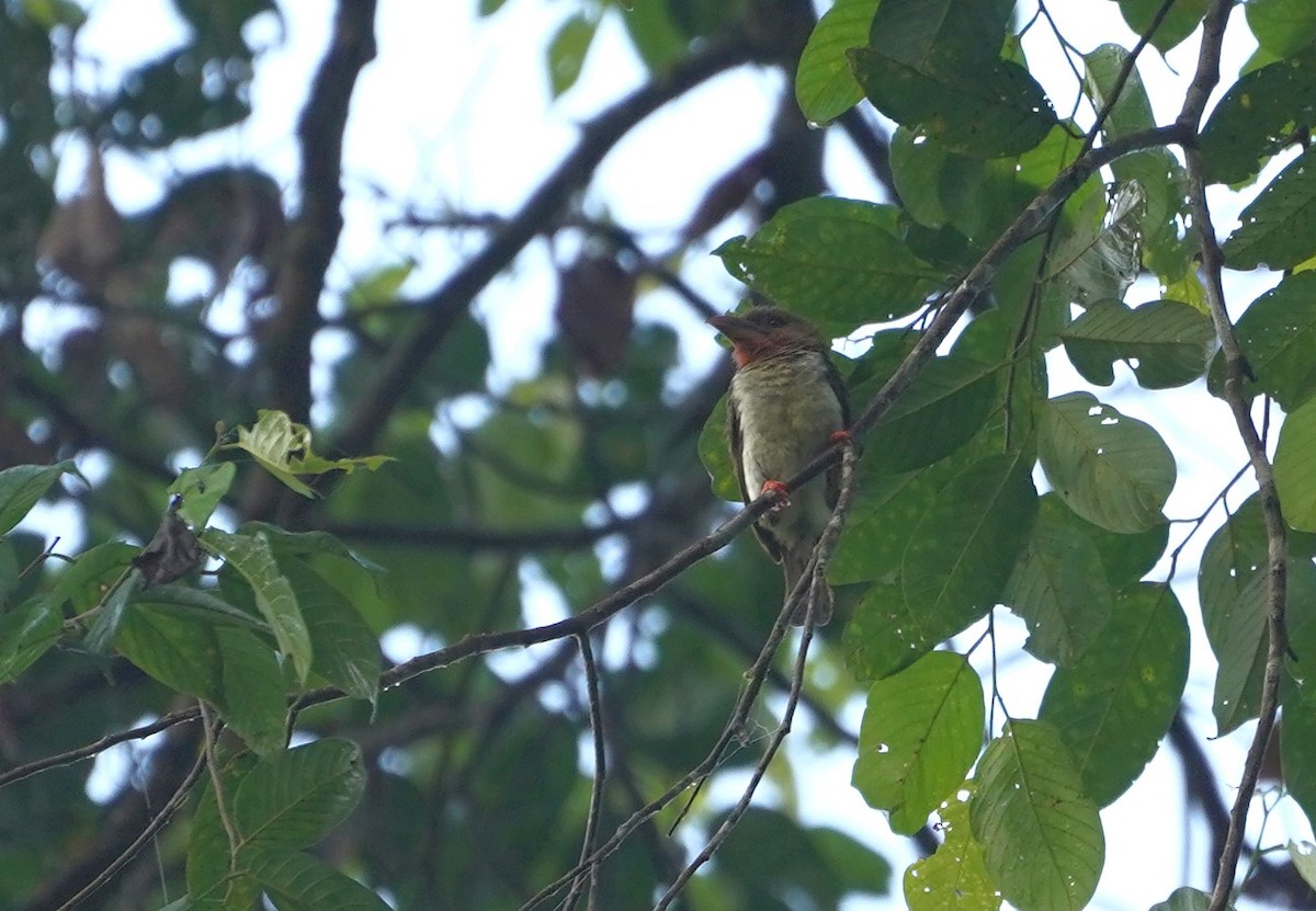 Brown Barbet - ML623854775