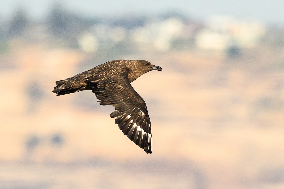 Brown Skua - David Southall