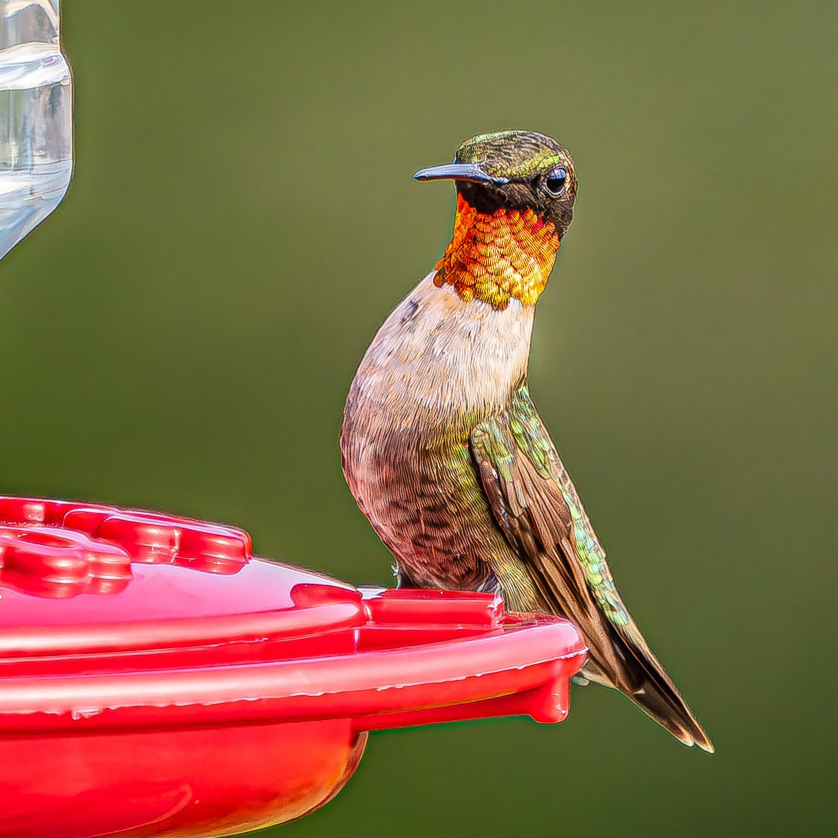 Ruby-throated Hummingbird - ML623854781