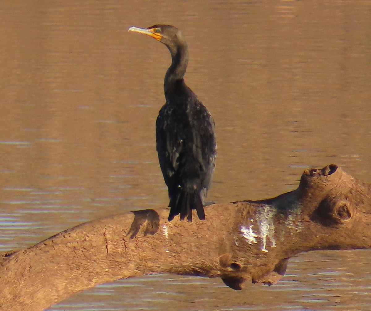 Double-crested Cormorant - Robert Solomon