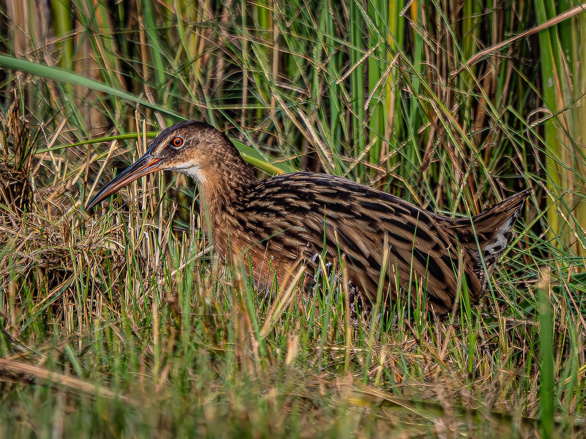 King Rail - Dwayne Litteer