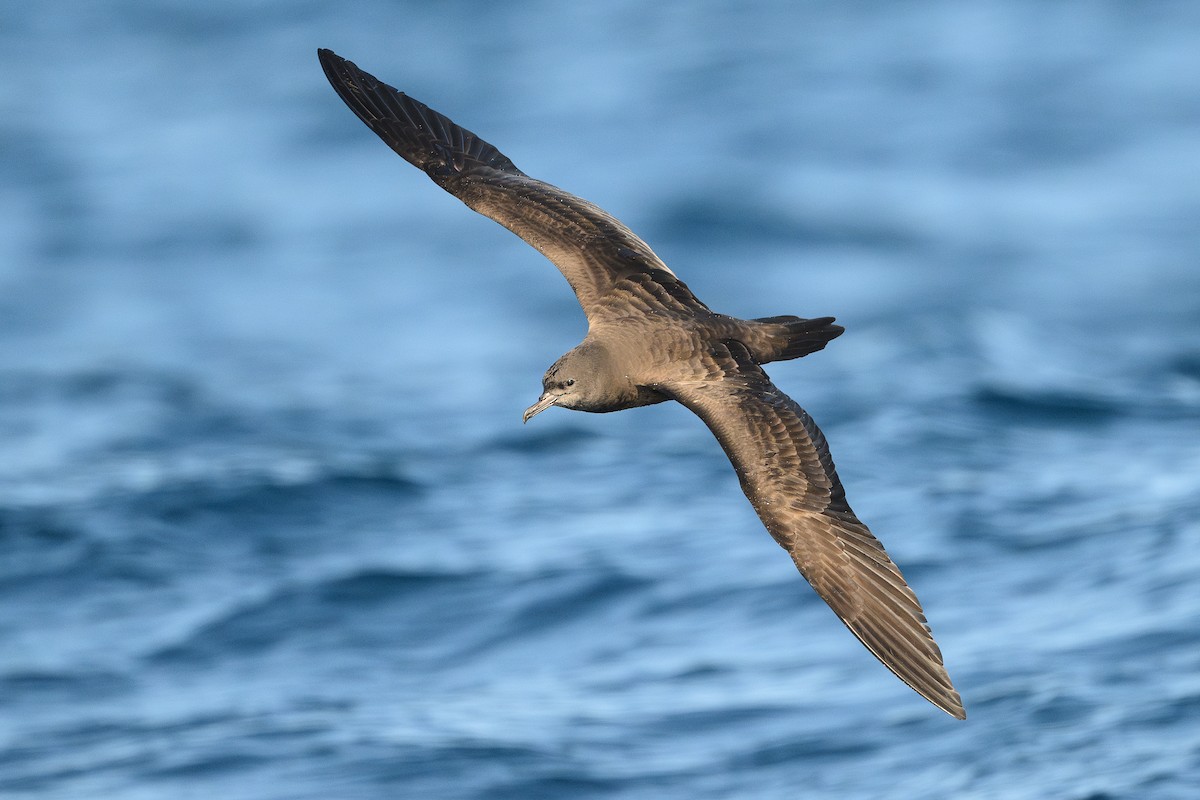 Wedge-tailed Shearwater - David Southall