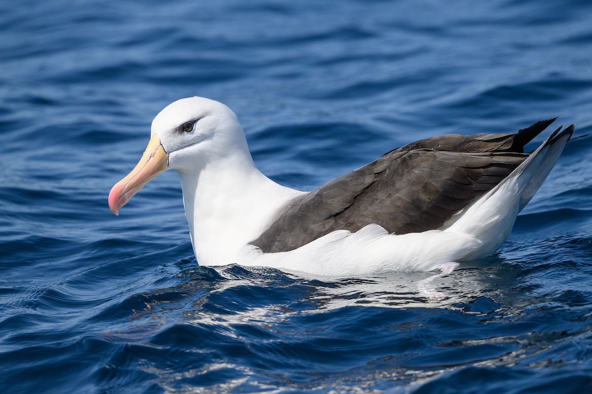 albatros černobrvý (ssp. melanophris) - ML623854837