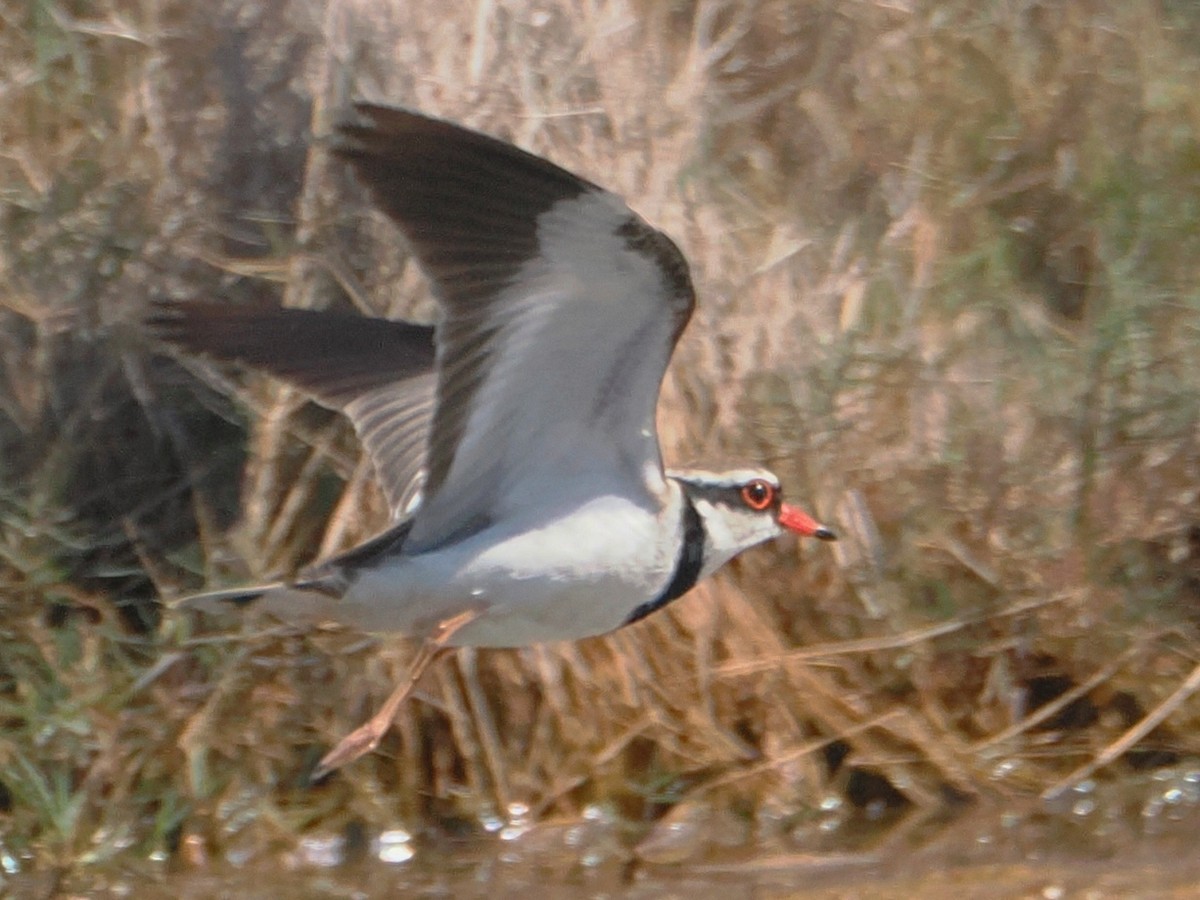 Black-fronted Dotterel - ML623854868