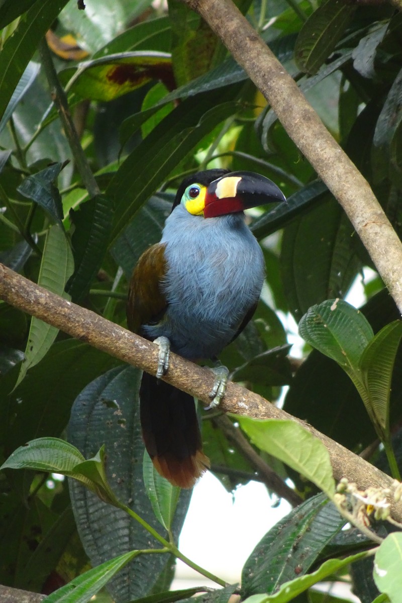 Plate-billed Mountain-Toucan - ML623854883