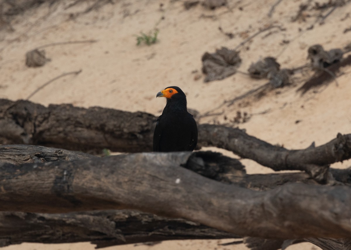 Black Caracara - ML623854897