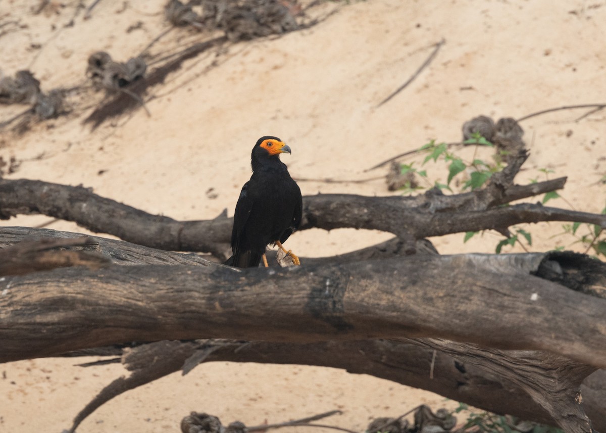 Black Caracara - ML623854899