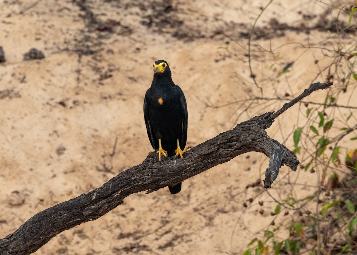 Black Caracara - ML623854900