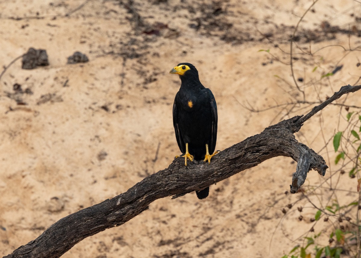 Black Caracara - ML623854903