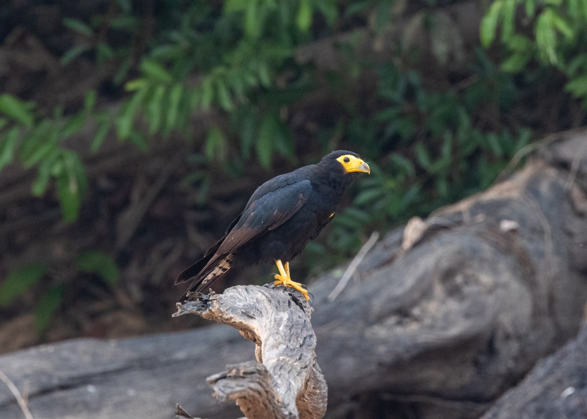 Black Caracara - ML623854904