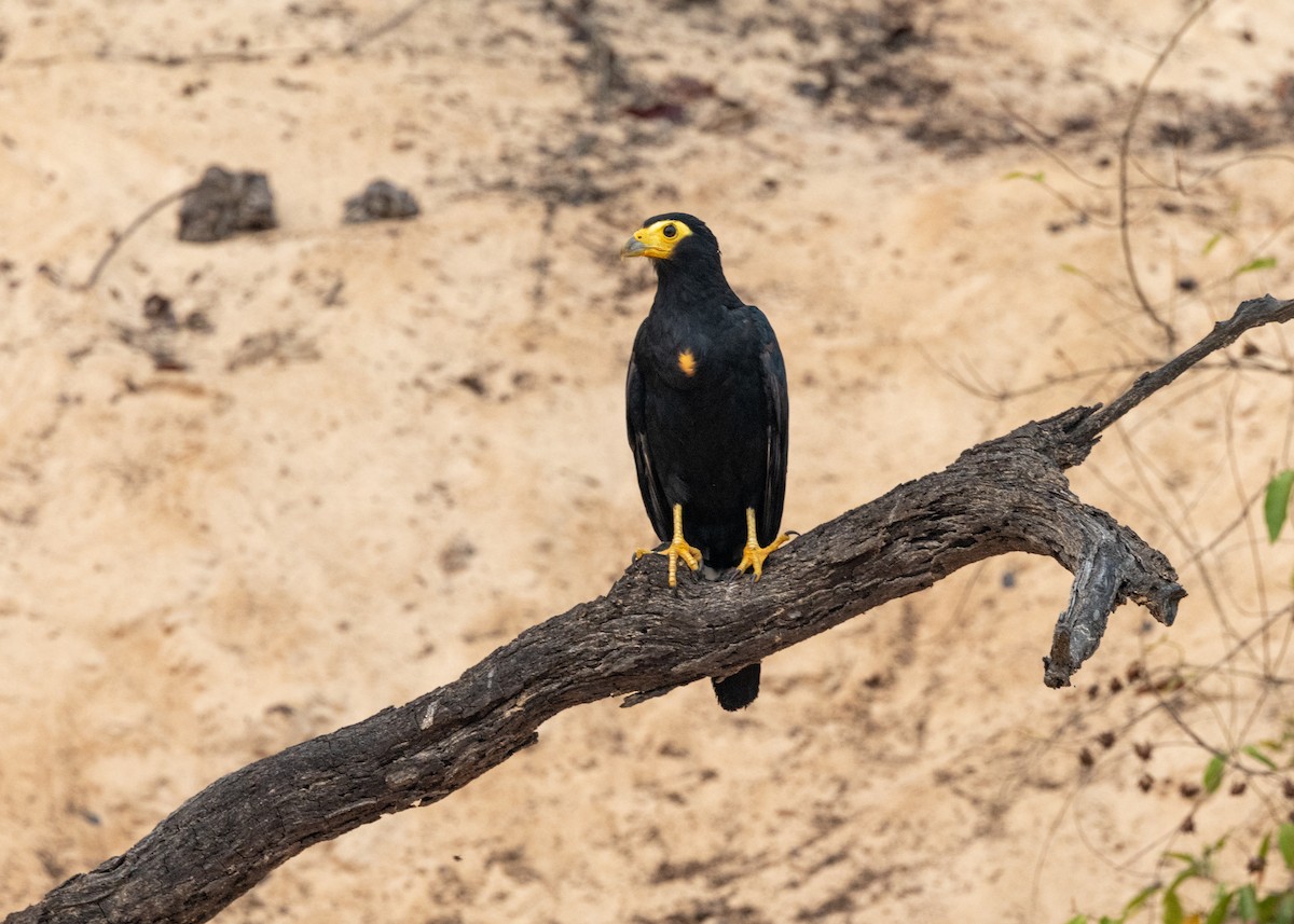 Black Caracara - ML623854906