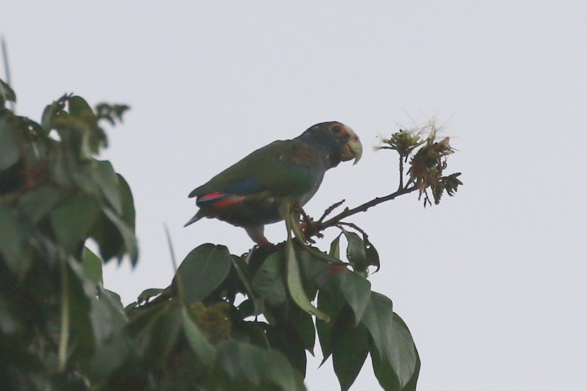 White-crowned Parrot - ML623854907