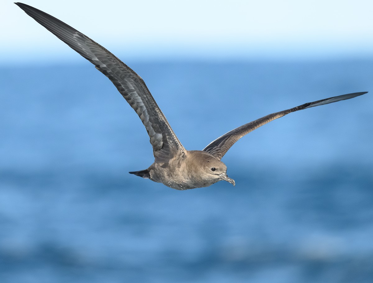 Wedge-tailed Shearwater - ML623854910