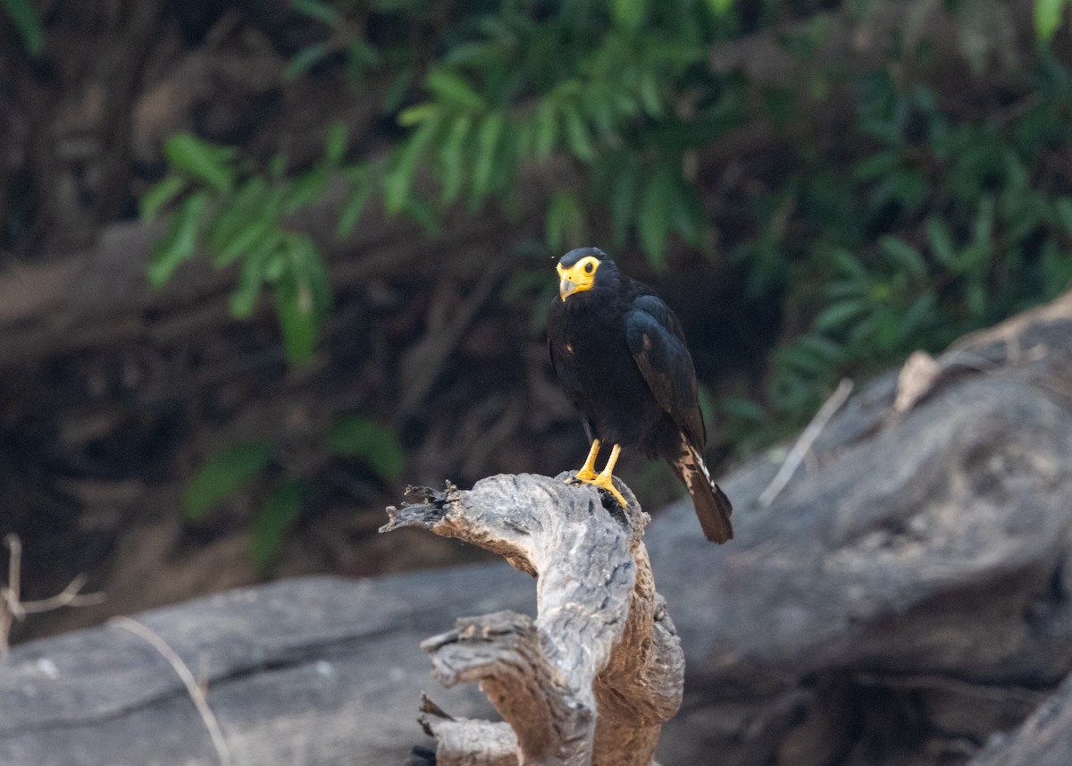 Black Caracara - ML623854912