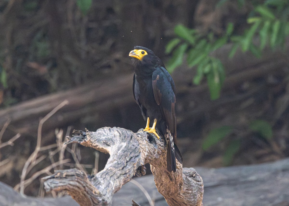 Black Caracara - ML623854914