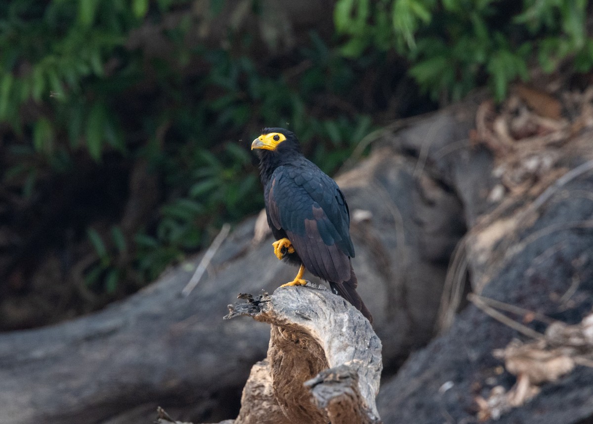 Black Caracara - Silvia Faustino Linhares