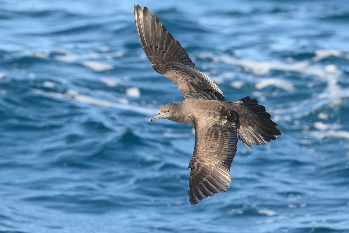 Wedge-tailed Shearwater - ML623854929