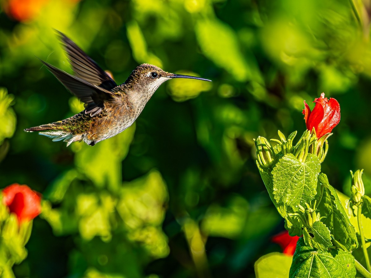 Ruby-throated Hummingbird - ML623854930