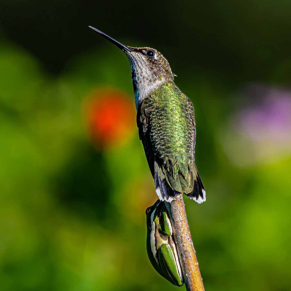 Ruby-throated Hummingbird - ML623854931