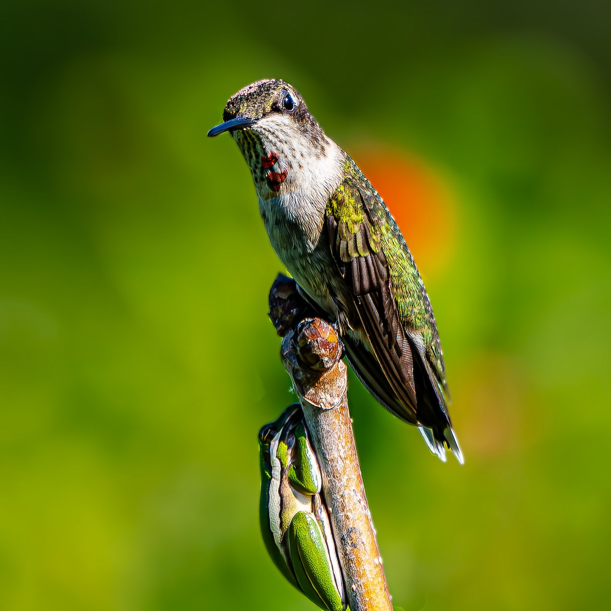 Ruby-throated Hummingbird - ML623854932