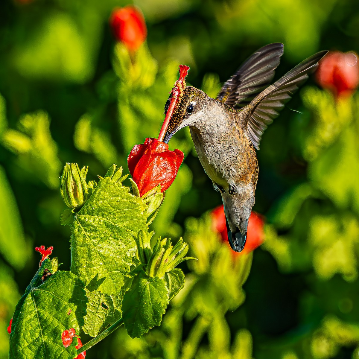 Ruby-throated Hummingbird - ML623854933