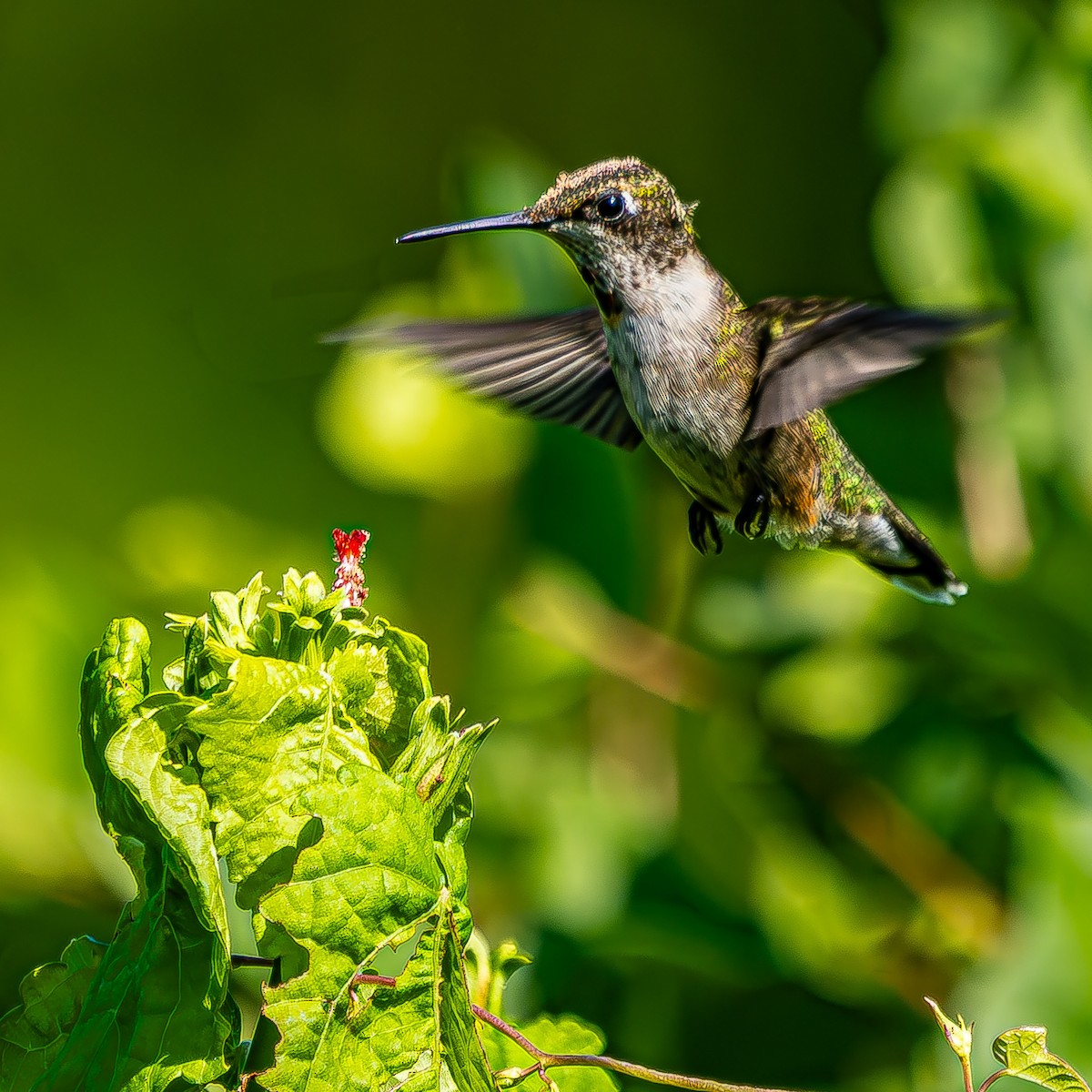 Ruby-throated Hummingbird - ML623854934