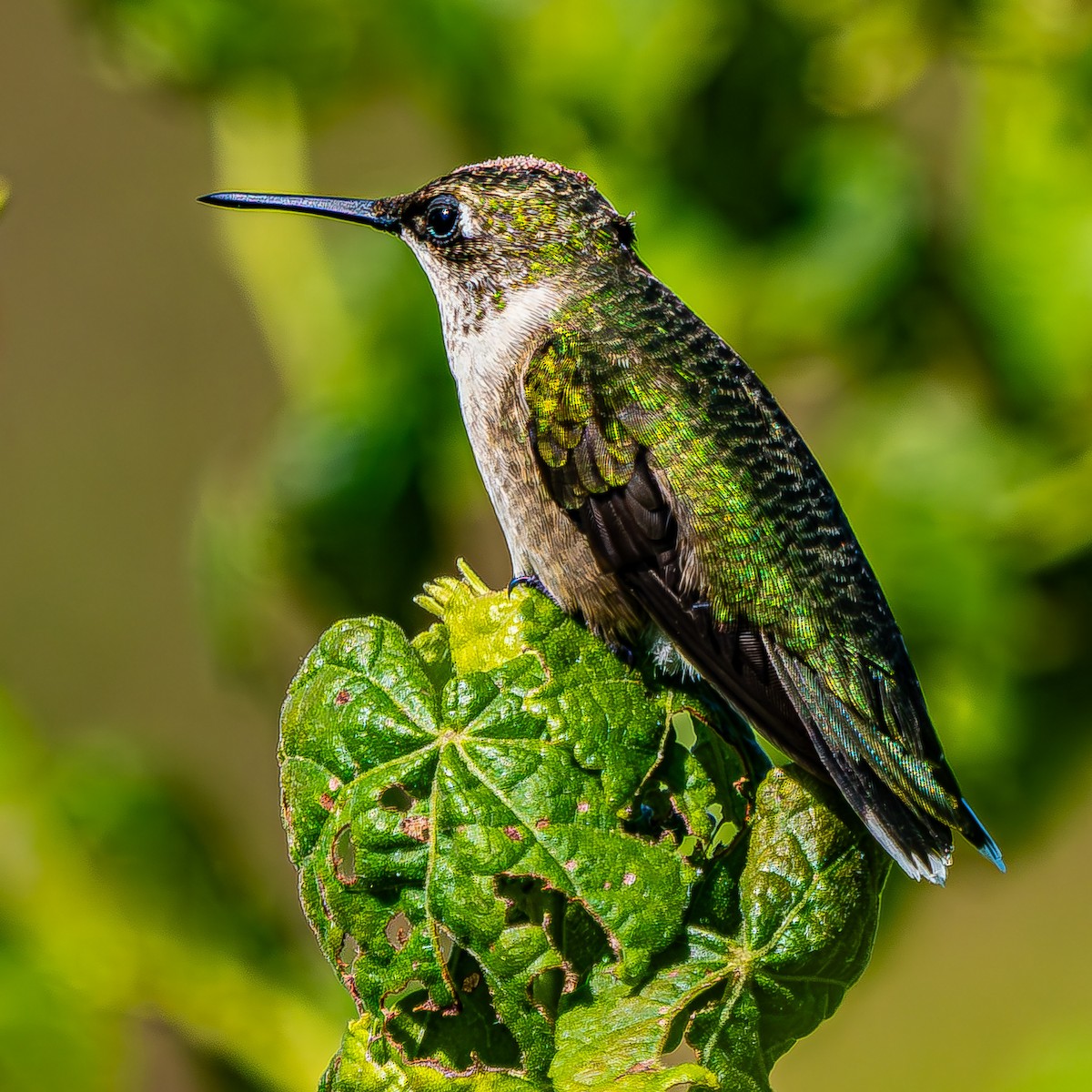 Ruby-throated Hummingbird - ML623854935