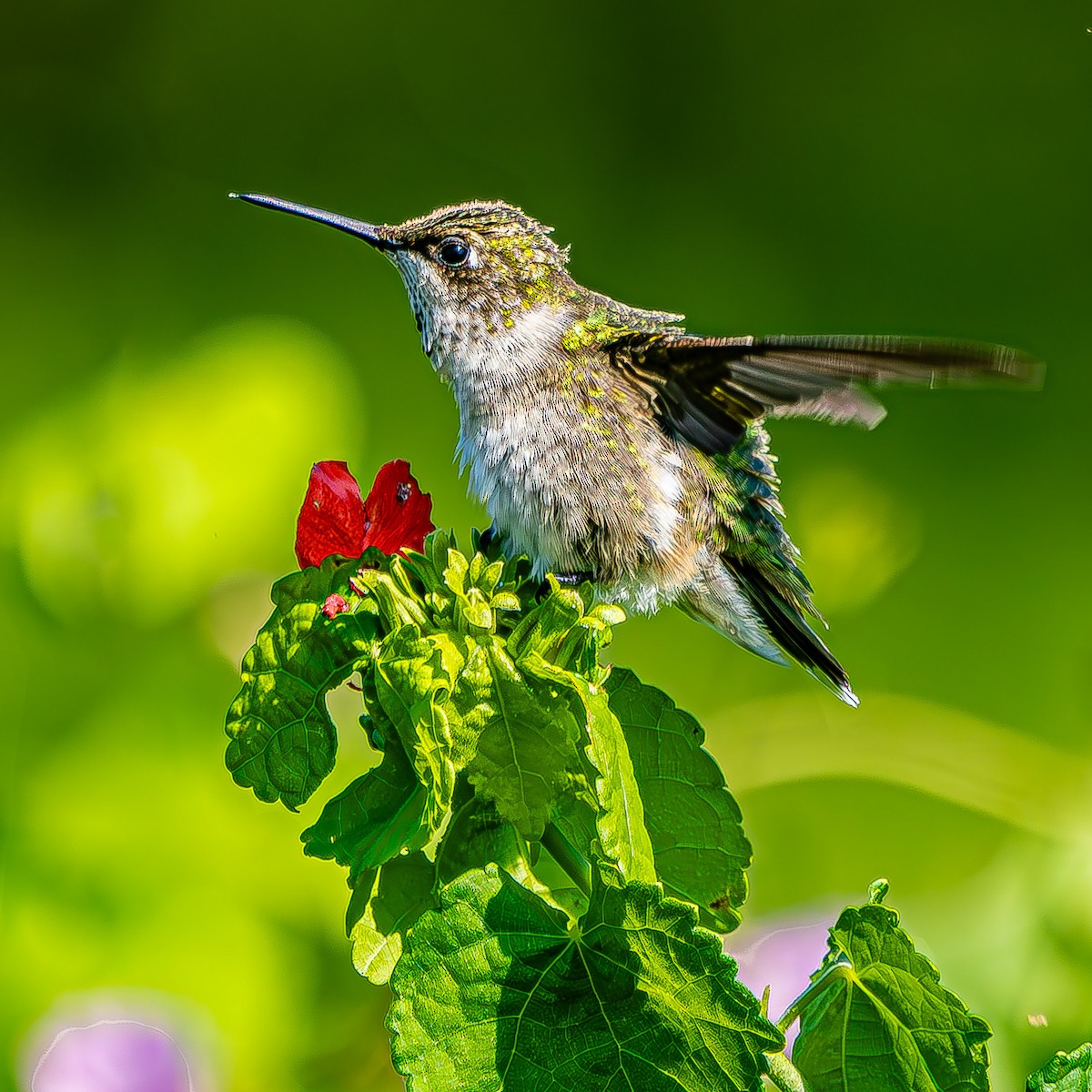 Ruby-throated Hummingbird - ML623854936