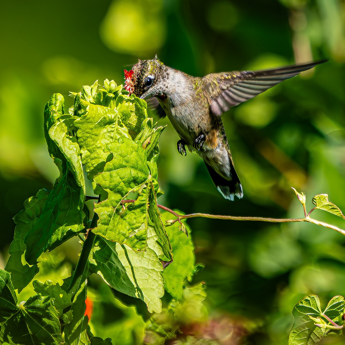 Ruby-throated Hummingbird - ML623854937