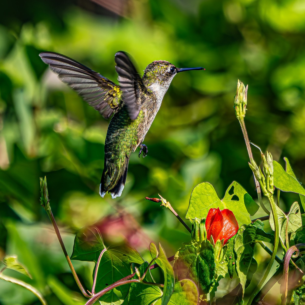 Ruby-throated Hummingbird - ML623854938