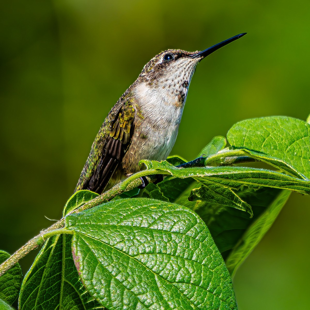 Ruby-throated Hummingbird - ML623854939