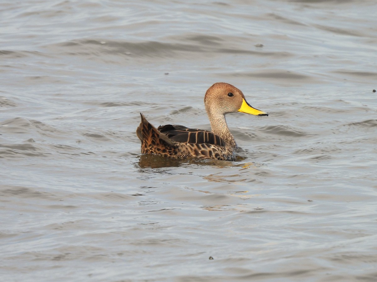 Yellow-billed Pintail - ML623854951