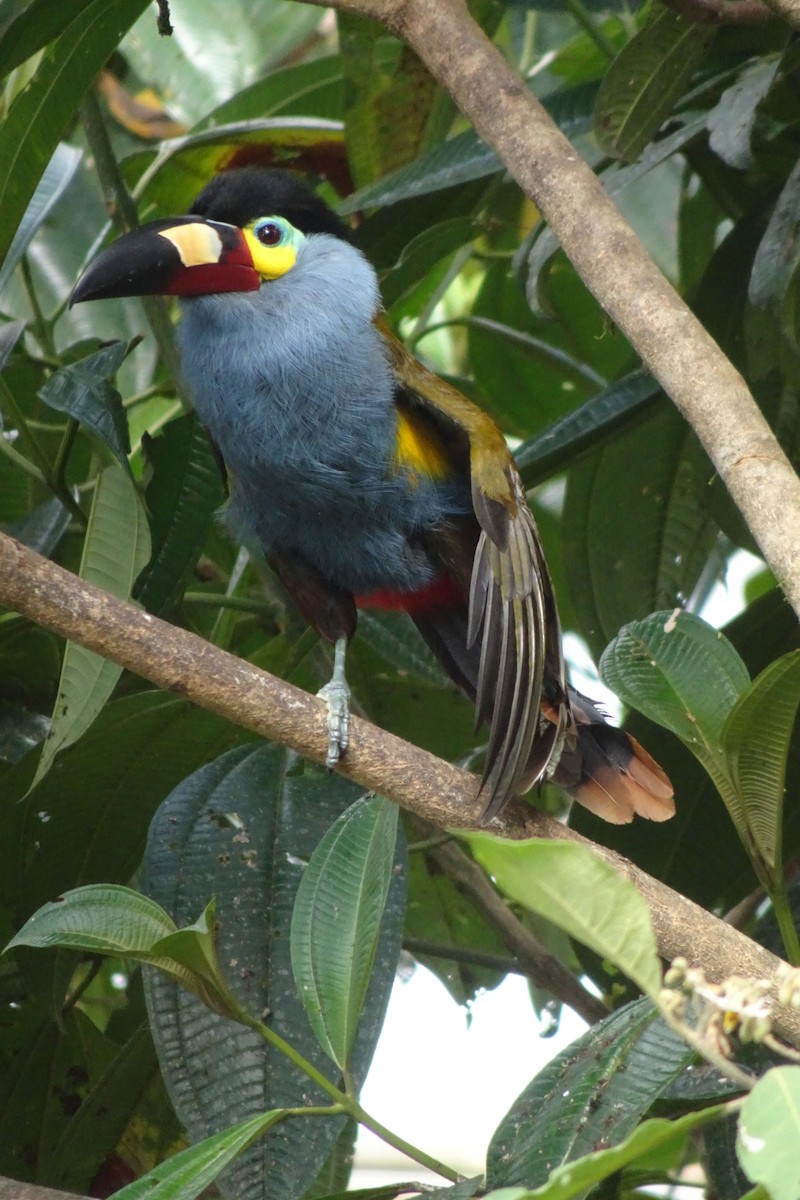 Plate-billed Mountain-Toucan - ML623854952