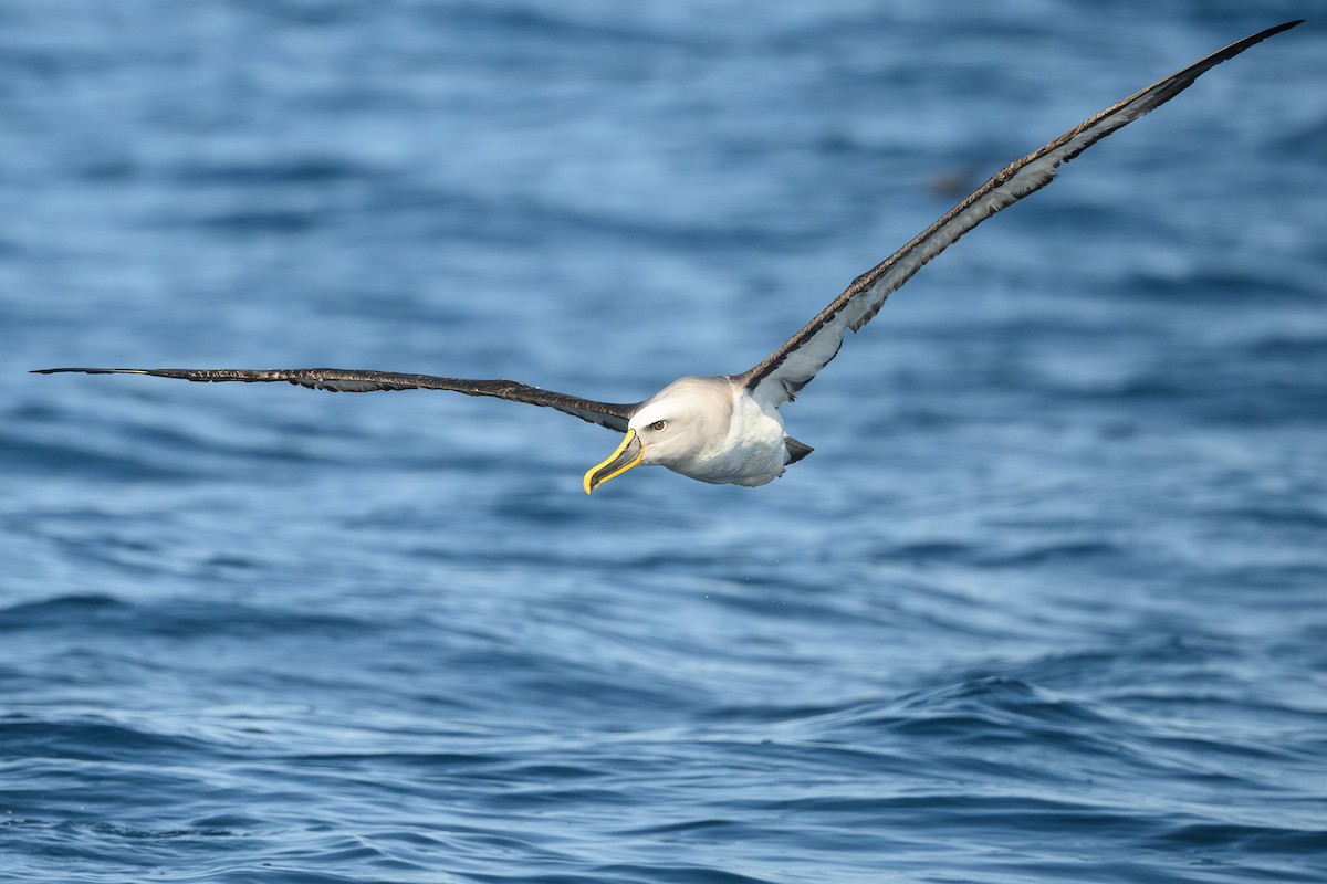 Albatros de Buller - ML623854966