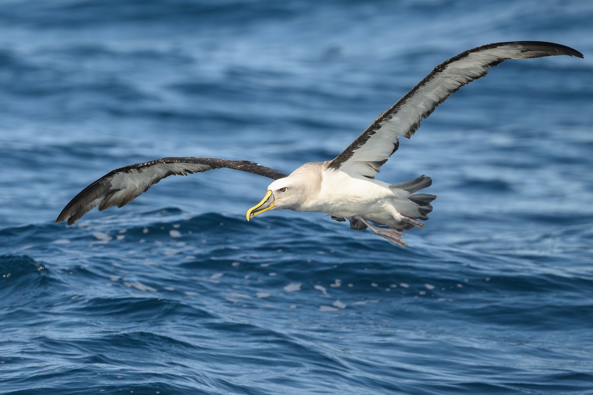 Albatros de Buller - ML623854967