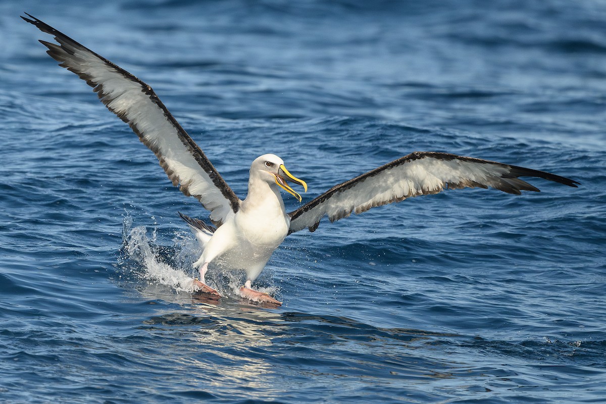 Albatros de Buller - ML623854968