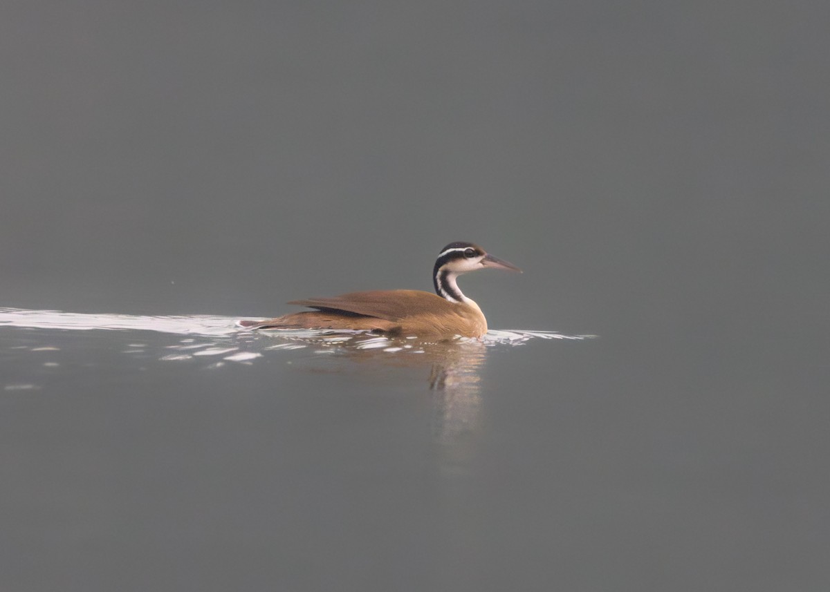 Sungrebe - ML623854969