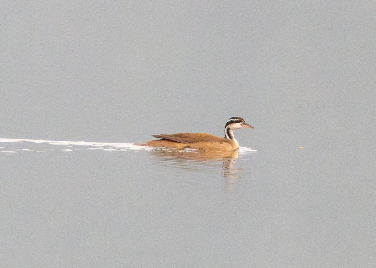 Sungrebe - ML623854971