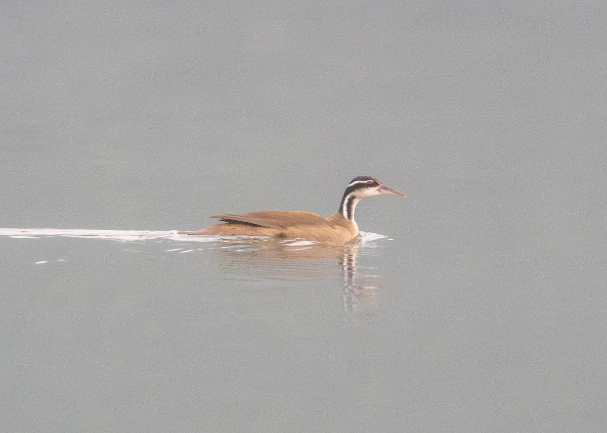 Sungrebe - Silvia Faustino Linhares