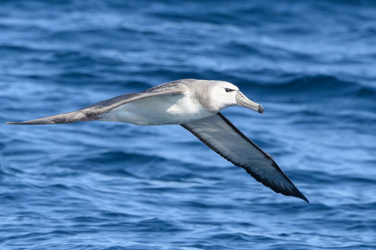 albatros šelfový - ML623854985