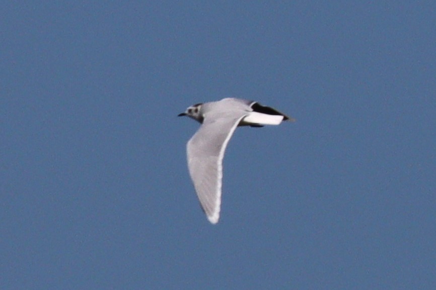 Little Gull - ML623854995